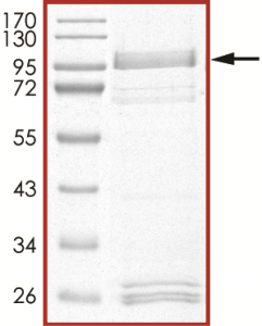 EGFR (T790M L792H C797S L858R), Active